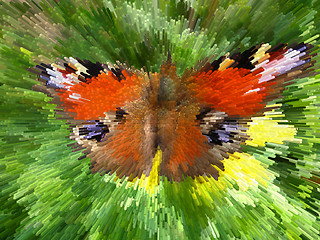 Image showing Motley peacock eye