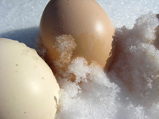 Image showing Two eggs of turkey on the snow
