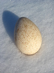 Image showing The egg of turkey on the snow