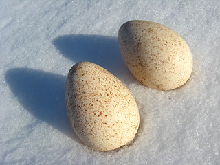 Image showing Two eggs of turkey on the snow