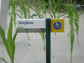 Image showing Growing Sorghum