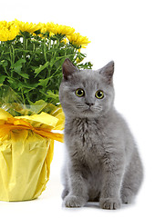 Image showing kitten and yellow flowers