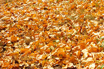 Image showing Autumn yellow leaves 