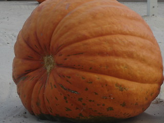 Image showing Big Pumpkin