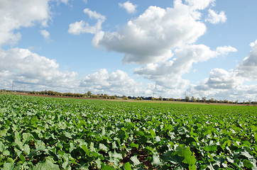 Image showing Rape rapeseed agriculture field in autumn clouds 