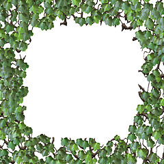Image showing ivy frame