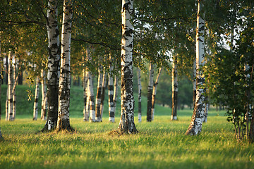 Image showing summer green birch forest