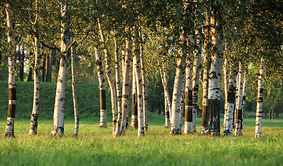 Image showing Birch Grove