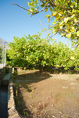 Image showing Irrigation ditch in citrus plantation