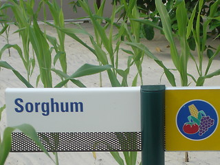 Image showing Sorghum