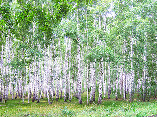 Image showing birch forest