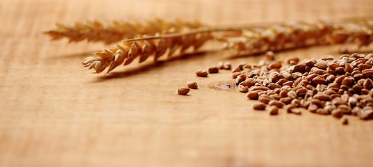 Image showing Wheat Spike wiht corn close up