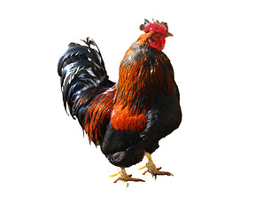 Image showing The beautiful cock