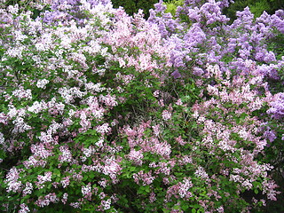 Image showing Bush of a lilac