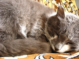 Image showing The grey cat sleeps on a sofa