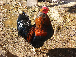 Image showing The beautiful cock