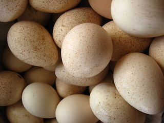 Image showing a lot of eggs of turkey