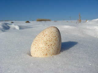 Image showing The egg of turkey on the snow