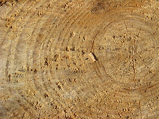 Image showing Pattern on a cut of a tree