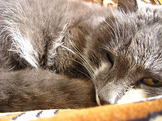 Image showing The grey cat sleeps on a sofa