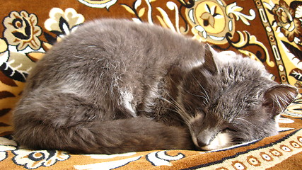 Image showing The grey cat sleeps on a sofa