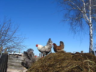 Image showing Hens on a court yard