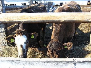 Image showing Cattle-breeding farm in the spring