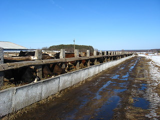Image showing Cattle-breeding farm in the spring