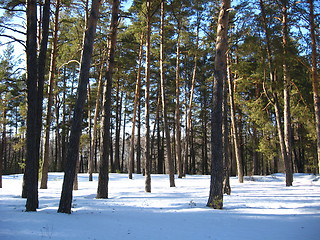 Image showing Winter landscape in a forest