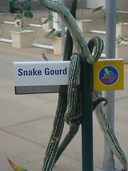 Image showing Snake Gourd