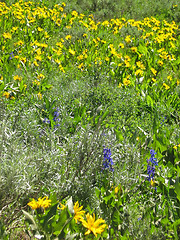 Image showing Mountain Wildflowers