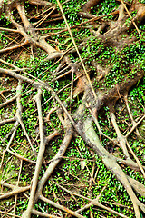 Image showing tree air root
