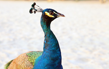 Image showing Peacock