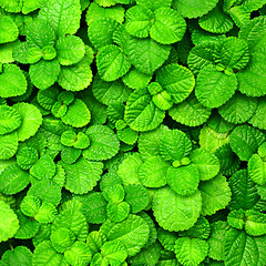 Image showing fresh green leaf