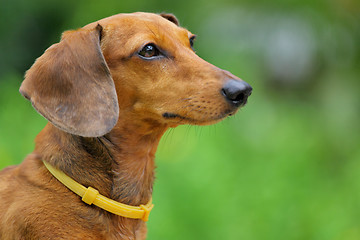 Image showing dachshund dog