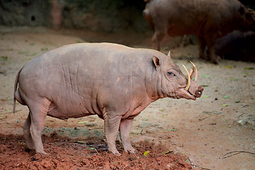 Image showing babirusa