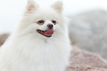 Image showing white pomeranian dog