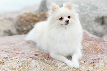 Image showing white pomeranian dog