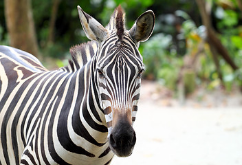 Image showing zebra