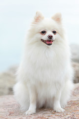 Image showing white pomeranian dog