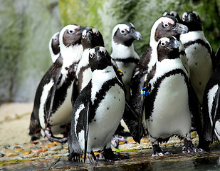 Image showing penguins