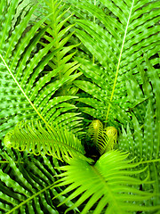 Image showing fresh green leaf