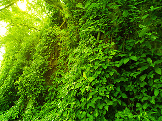 Image showing fresh green leaf