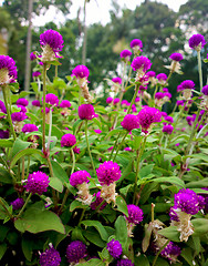 Image showing flower field