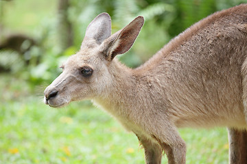 Image showing kangaroo