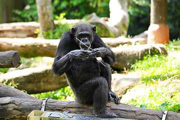 Image showing chimpanzee
