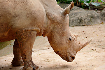 Image showing rhino