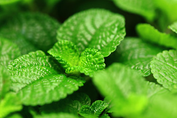 Image showing Fresh leaf