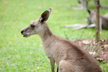 Image showing kangaroo