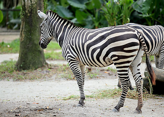 Image showing zebra